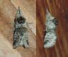 Furcula furcula